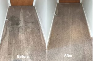 Auckland Carpet Cleaning